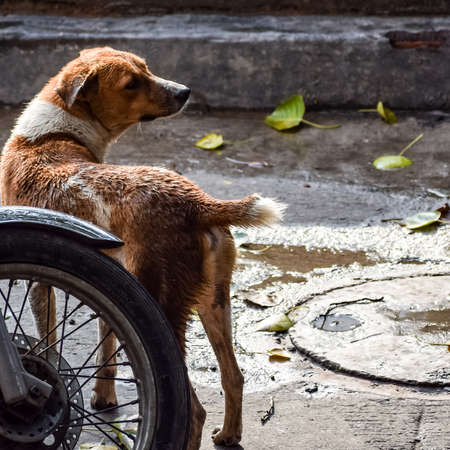 Street dog searching for some amazing food, Dog in old delhi area Chandni Chowk in New Delhi, India, Delhi Street Photographyの写真素材