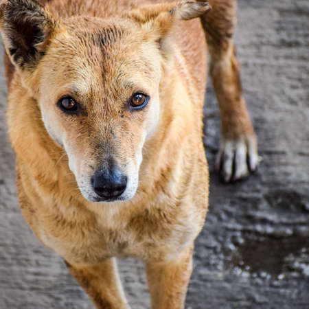 Street dog searching for some amazing food, Dog in old delhi area Chandni Chowk in New Delhi, India, Delhi Street Photographyの写真素材