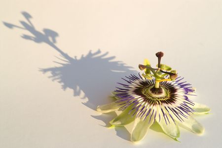 Passion fruit flower, Passiflora, with shadow against white backgroundの写真素材
