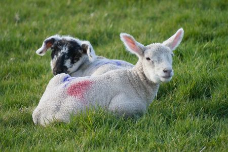 A pair of cute little lambs on green grassの写真素材
