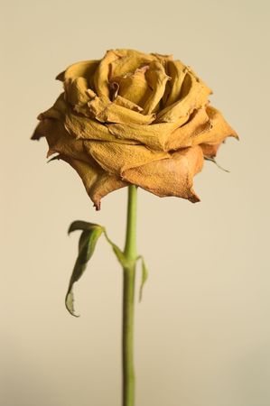 Single dried yellow rose against plain backgroundの写真素材