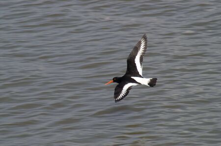 Eurasian Oyster Catcher flying over rippled waterの写真素材