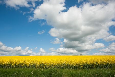 Yellow rapeseed or canola (Brassica napus) field against sky with cloudsの写真素材