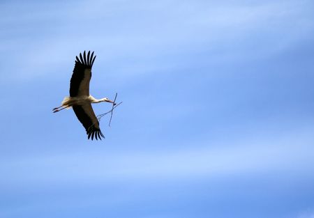 Flying storkの写真素材