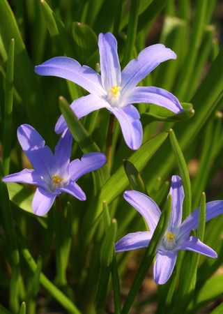 Scilla flowers