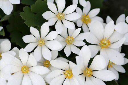 White flowers