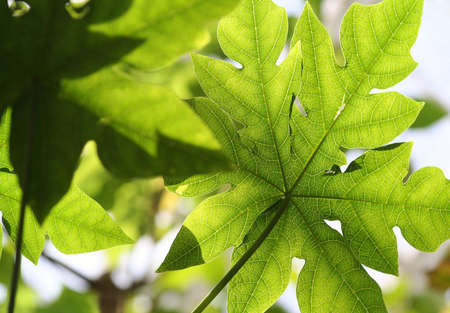 Foliageの写真素材