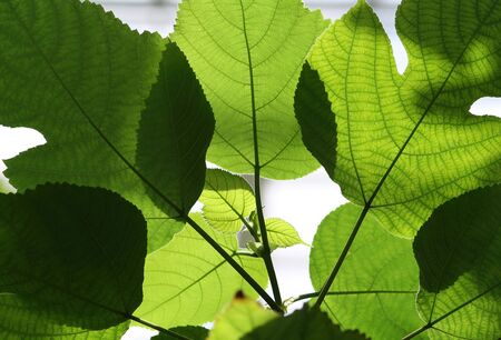 Foliage