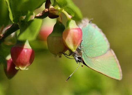Butterflyの写真素材