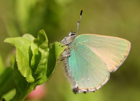 Butterflyの写真素材