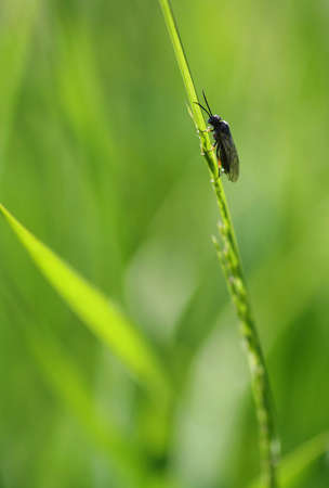 In the grassの写真素材