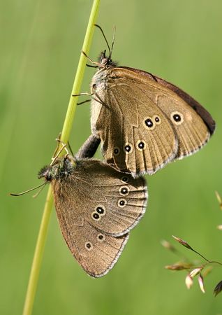 Mating butterflies