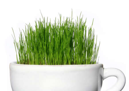 Grassの写真素材