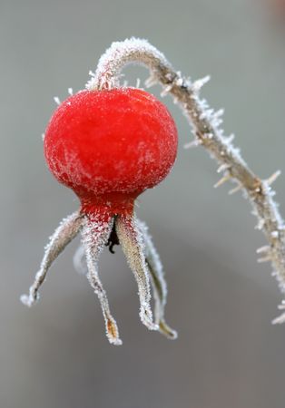 Brierの写真素材