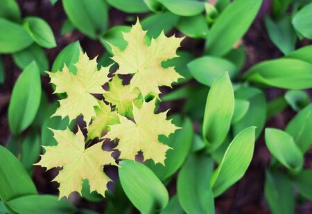 Maple の写真素材