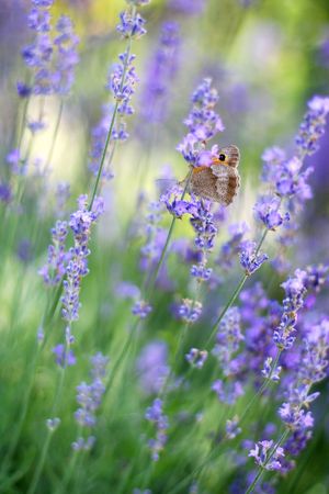 Lavenderの写真素材