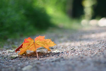 Autumn leafの写真素材