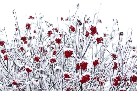 Rowan berries covered with snowの写真素材