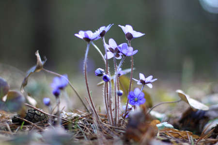 Hepatica nobilisの写真素材