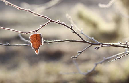 Autumn frostの写真素材