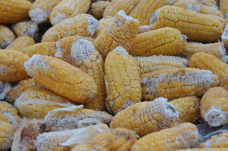 Harvested corn cobs lie in a pile. Close-up of corn cobs. Growing corn in the garden. Harvested corn crop.の写真素材