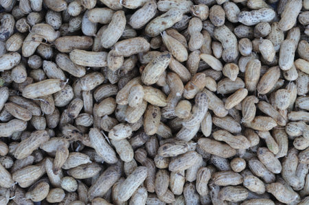 A pile of unshelled peanuts. Close-up of peanuts at the market. Growing peanuts in the garden.の写真素材