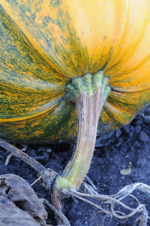 Pumpkin growing in the garden. Autumn harvest. Close up.の写真素材