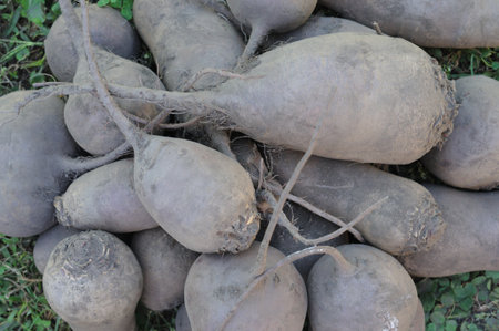 Harvested beets lie in a pile.. Close-up of beets. Growing beets in the garden. Harvested beet crop.の写真素材