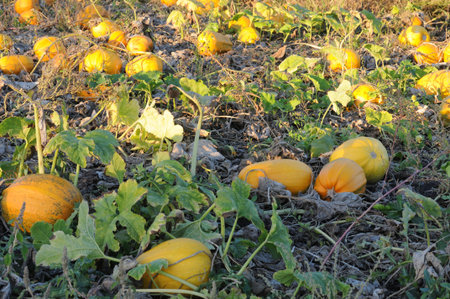 A field where pumpkins grow. Growing pumpkins in the garden. Harvesting pumpkins.の写真素材
