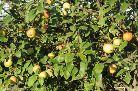 Apple tree with ripe apples in the garden. Close-up photo. Growing apples.の写真素材