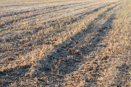 Field after soybean harvest in late autumn. Soybean cultivation.の写真素材