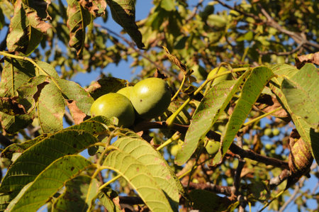 Green walnut fruits grow on a tree.の写真素材