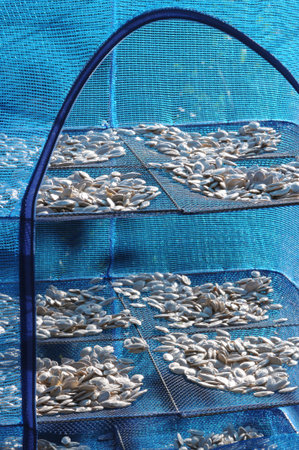 Pumpkin seeds are dried in a blue vegetable drying net. Selective focus.の写真素材