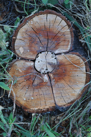Wooden stump on the grass in the forest. Close-up.の写真素材