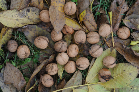 Walnuts in fallen leaves on the ground in autumn. Close-up.の写真素材