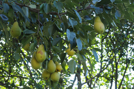 Ripe pears growing on a tree in the garden, close-up photo.の写真素材