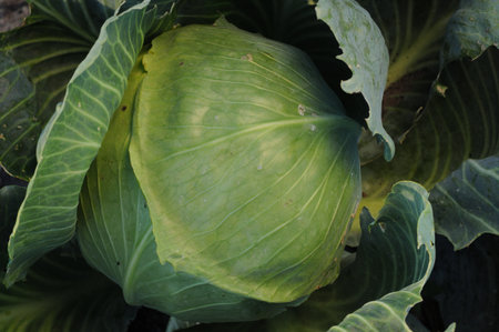 Cabbage growing in the garden. Close-up of green cabbage. Healthy food.の写真素材