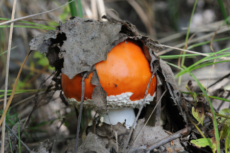 Mushroom covered with leaves grows in the forest.の写真素材
