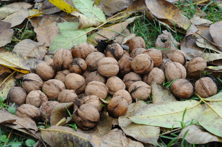 Walnuts lie on the ground in fallen leaves in autumn. Close-up.の写真素材