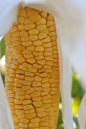 Close-up of corn cob grains in the field. Healthy eating. Growing organic products.の写真素材
