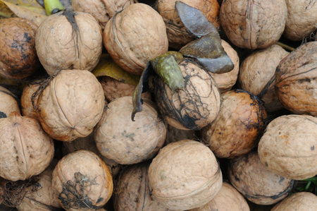 Pile of walnuts. Close-up of walnuts. Organic food.の写真素材