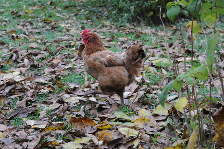 A free-range chicken runs in the garden against a backdrop of autumn leaves.の写真素材