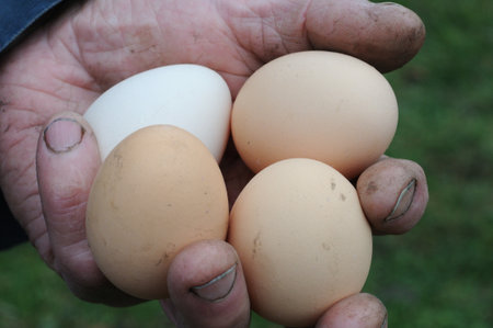 Free range chicken eggs in farmer's hand on sunny day. Healthy food.の写真素材
