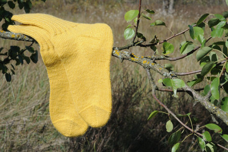 Yellow woolen socks hanging on a tree branch in the garden. Warm handmade knitted things.の写真素材