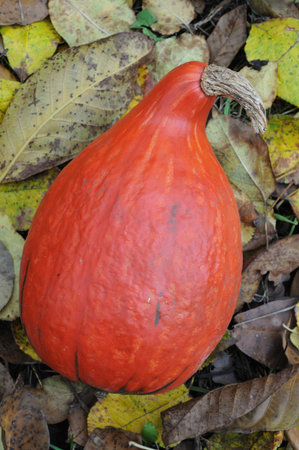 Orange pumpkin on the ground with fallen autumn leaves. Close-up.の写真素材