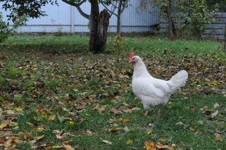 White chicken on green grass in the garden in autumn. Selective focus. Free range chickens.の写真素材