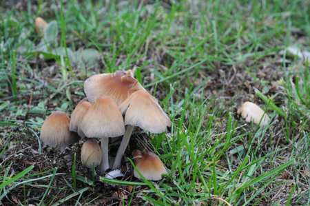 Mushrooms growing in the grass. Shallow depth of field.の写真素材