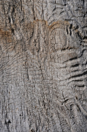 Old wood texture with natural pattern for background and design art work.の写真素材
