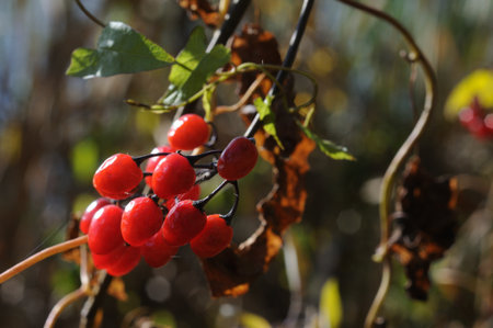 Red berries of viburnum on a branch in the autumn forest.の写真素材