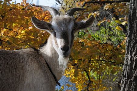 Portrait of a goat on a background of the autumn foliage.の写真素材